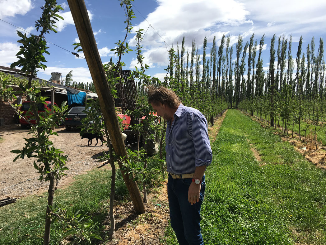Plantación de manzanas en Rio Negro