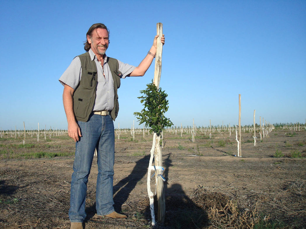 Plantación de Nogales en Mendoza
