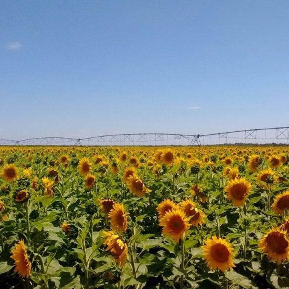 Imagen de un proyecto de cultivo de girasol